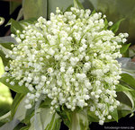 Blumenschmuck - 43